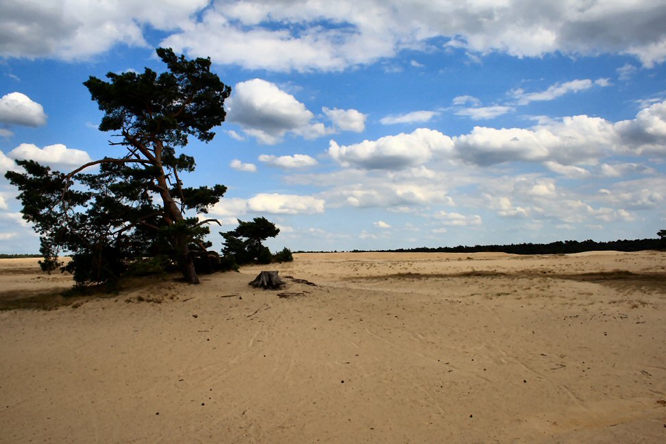 Nationaal Park De Hoge Veluwe